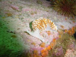 Phidiana lottini from comau fjord, chilean patagonia by David Thompson 
